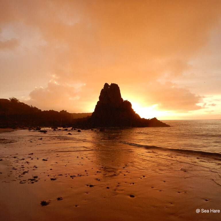 © Sea Hare Photography