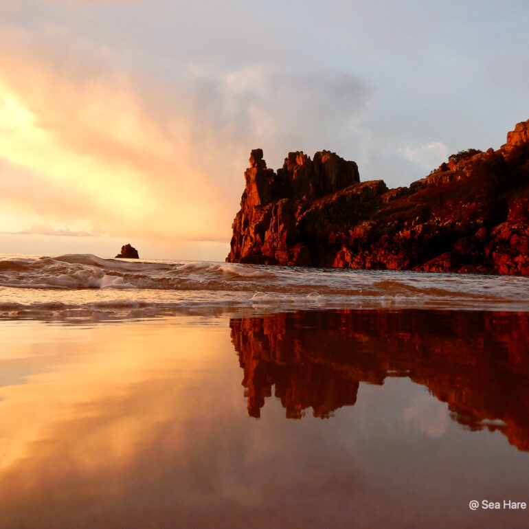 © Sea Hare Photography