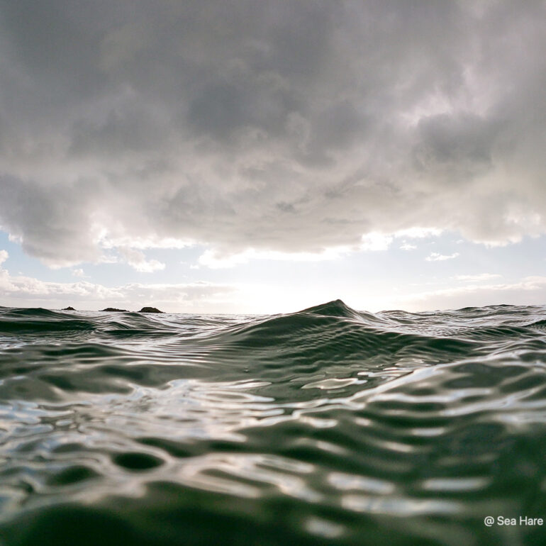 © Sea Hare Photography