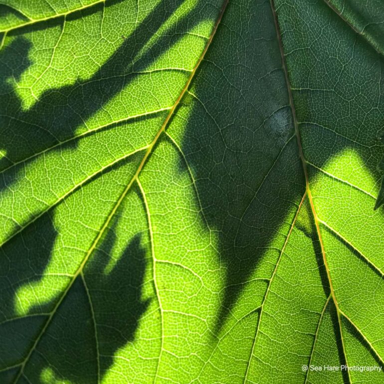 © Sea Hare Photography