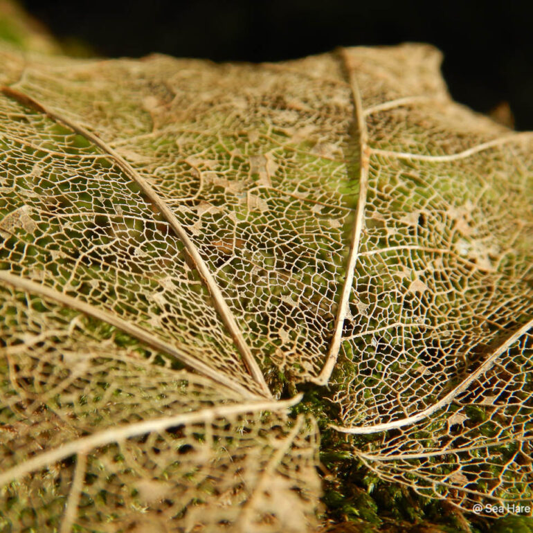 © Sea Hare Photography
