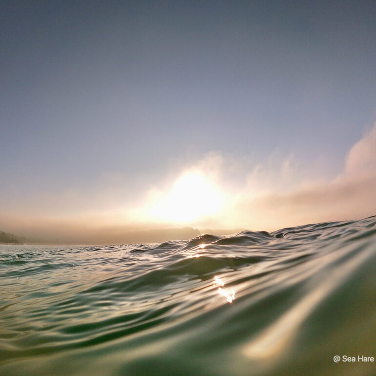 © Sea Hare Photography