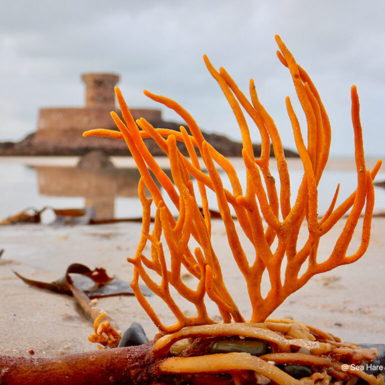 © Sea Hare Photography