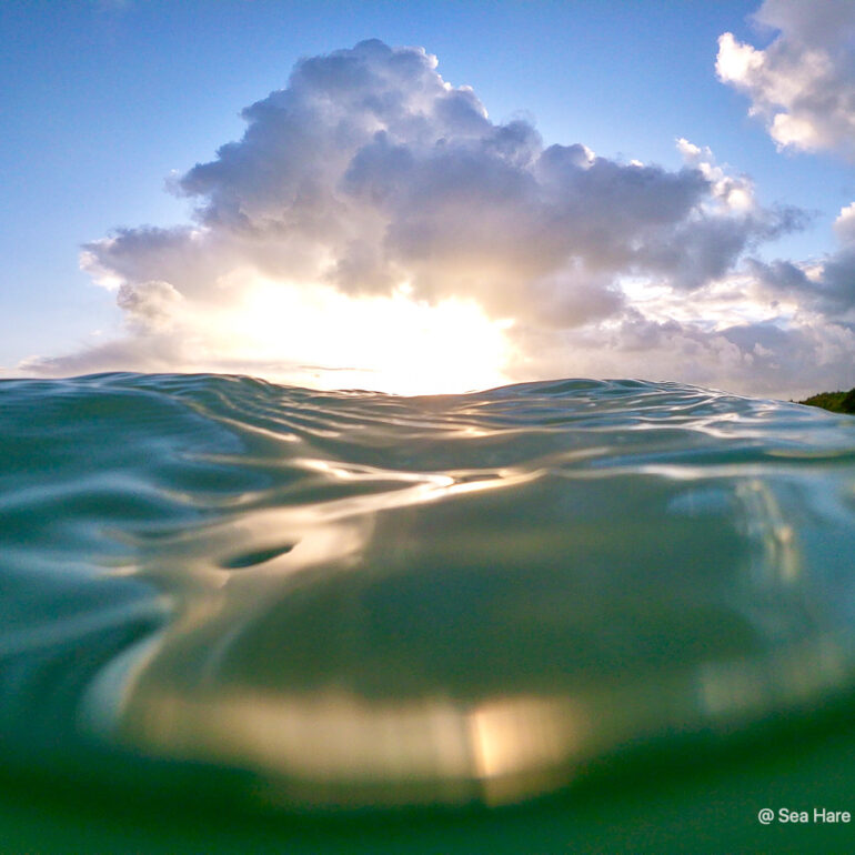 © Sea Hare Photography