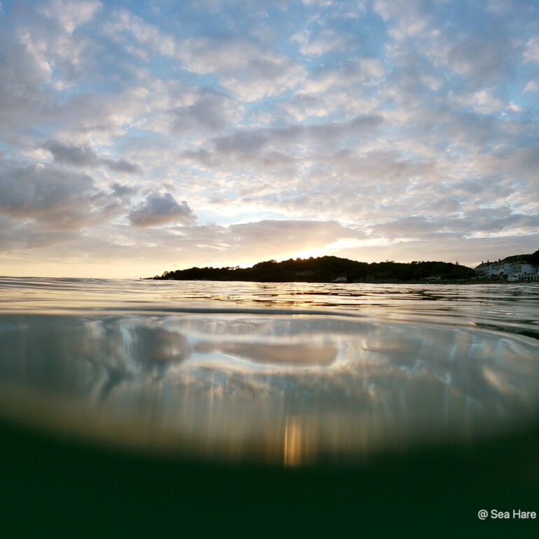 © Sea Hare Photography
