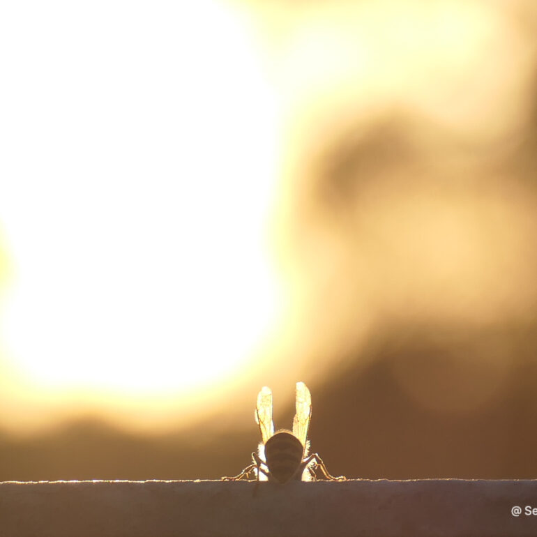 © Sea Hare Photography