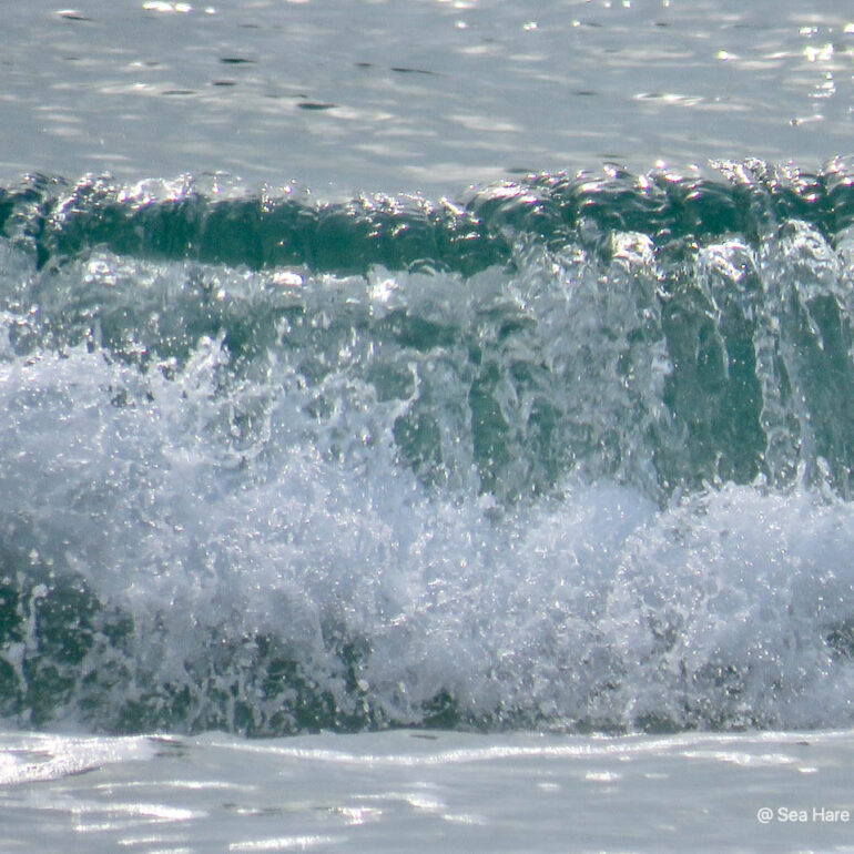 © Sea Hare Photography