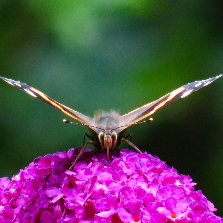 Red Admiral