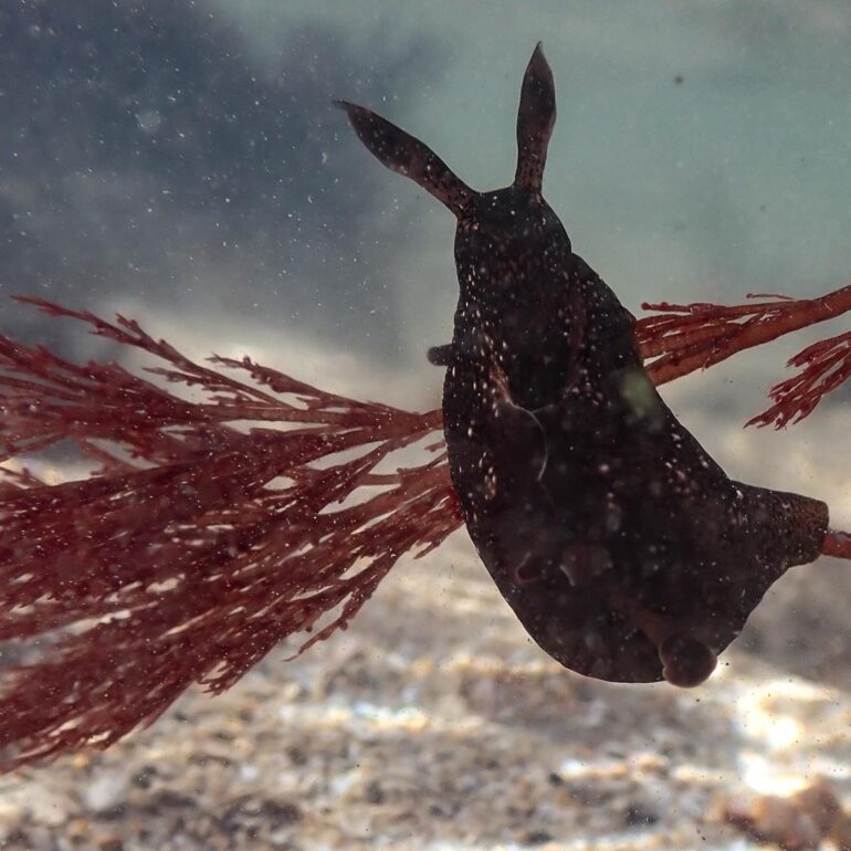 Sea Hare
