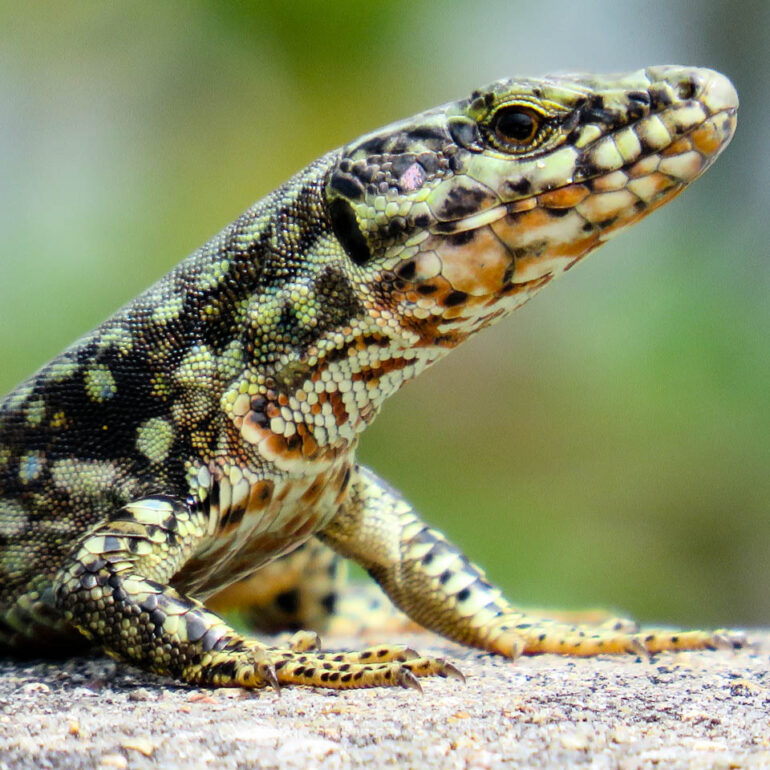 Wall Lizard