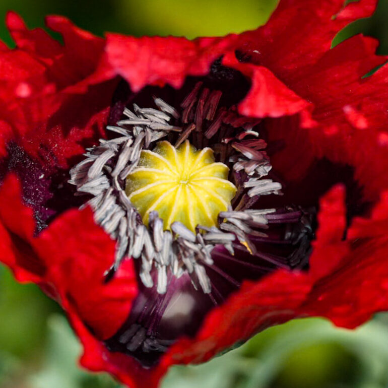 Poppy