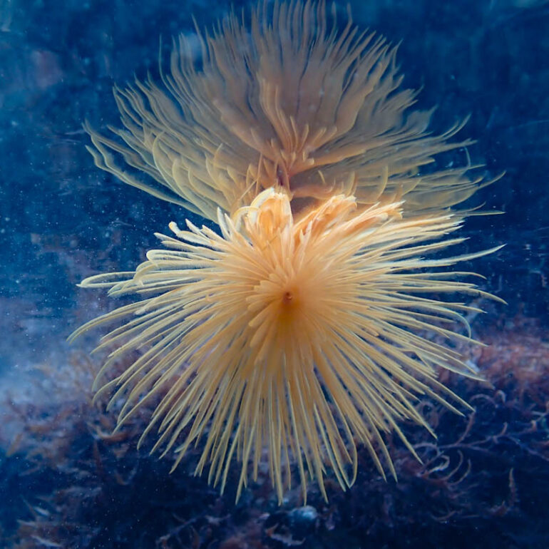 Feather Duster Worm