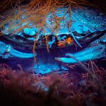 ©Sea Hare Photography